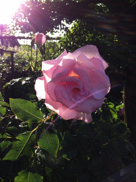 娇艳的粉色玫瑰花图片