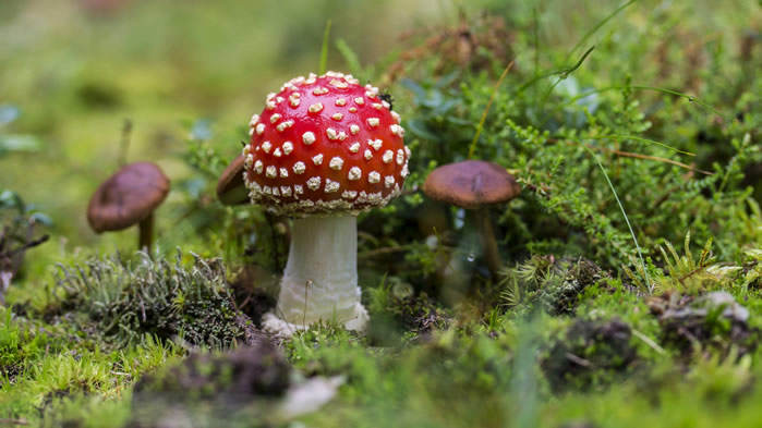 一组野生蘑菇高清图片欣赏