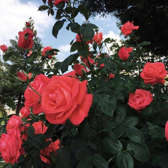 红玫瑰代表着爱情，爱情充满浪漫而富有激情
