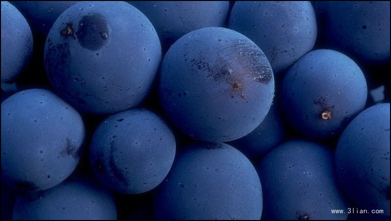 一组小小圆圆的蓝莓图片欣赏