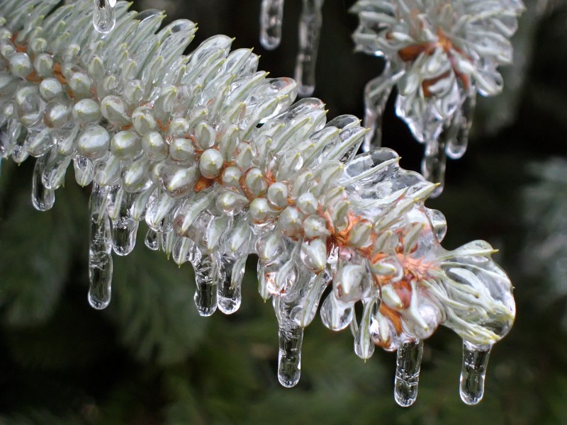冰雪植物图片