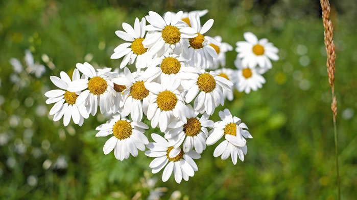 一组野外美丽的白色小花图片欣赏