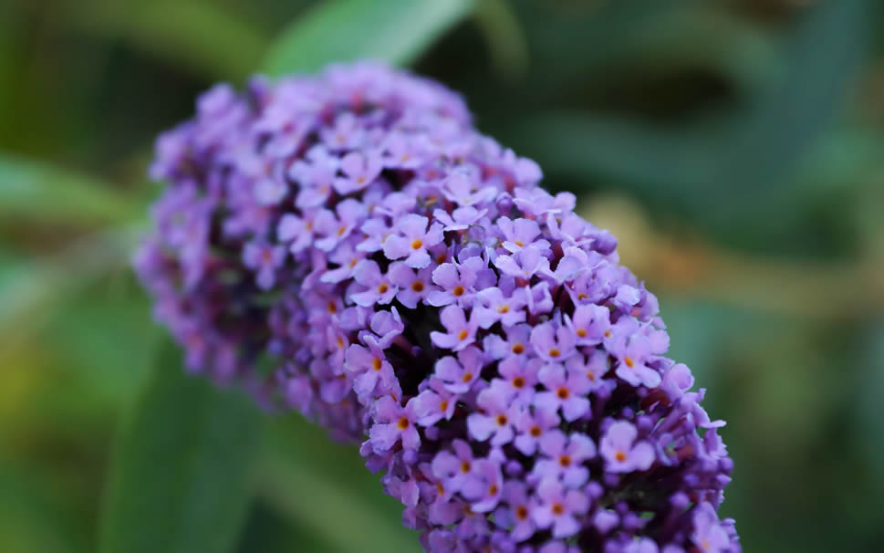 这么多的紫丁香花，一朵有一朵的姿势，看起来像一幅很美的画