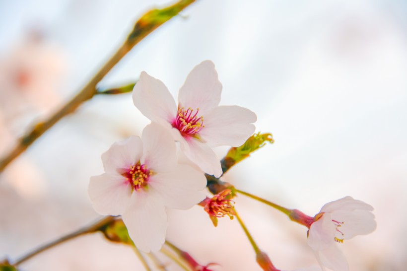 唯美好看灿烂的樱花图片