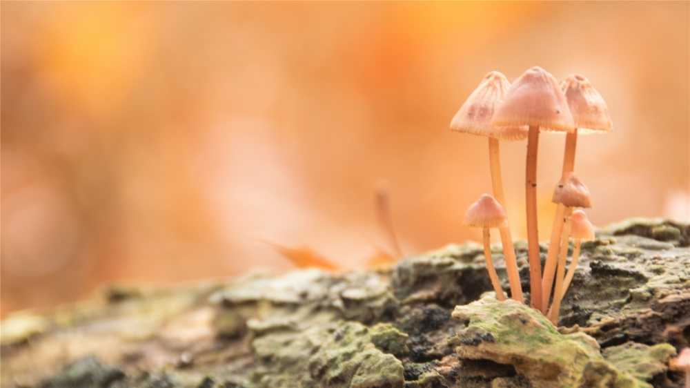 漂亮的野生蘑菇高清图片欣赏