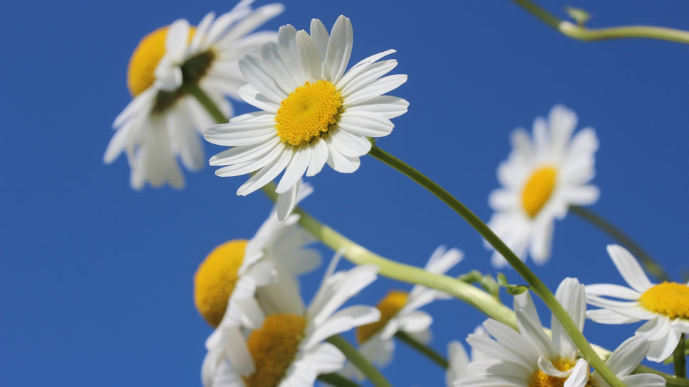 一组清新唯美代表着纯洁大方的白色雏菊图片