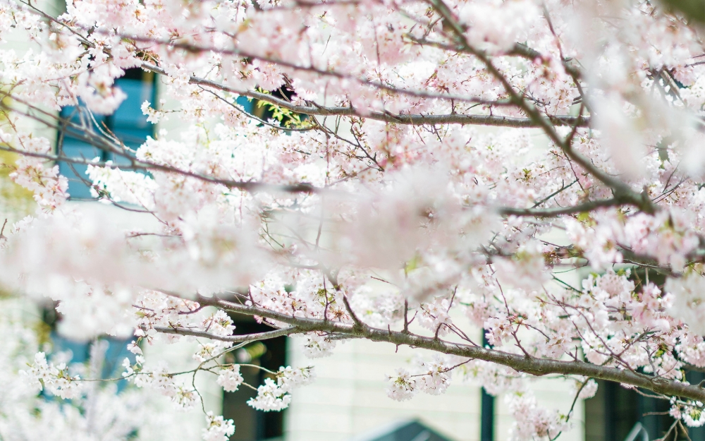 一组街道唯美的樱花图片欣赏