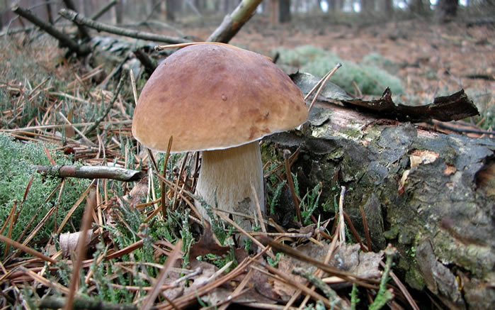 这些蘑菇有的美丽，有的素朴 有的漂亮