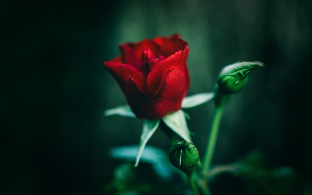 娇艳似火的红玫瑰图片欣赏