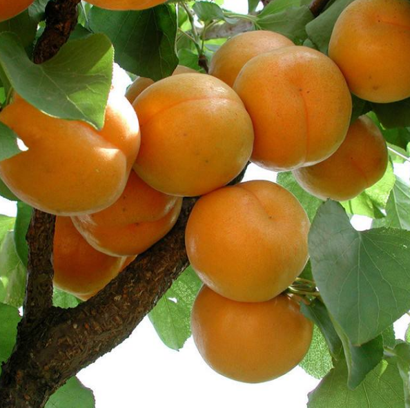 一组长在树上的红红的杏子图片欣赏