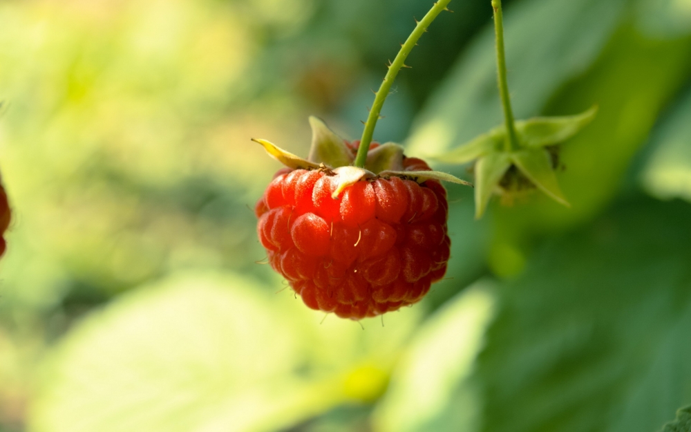 一组红的诱人的树莓高清图片欣赏