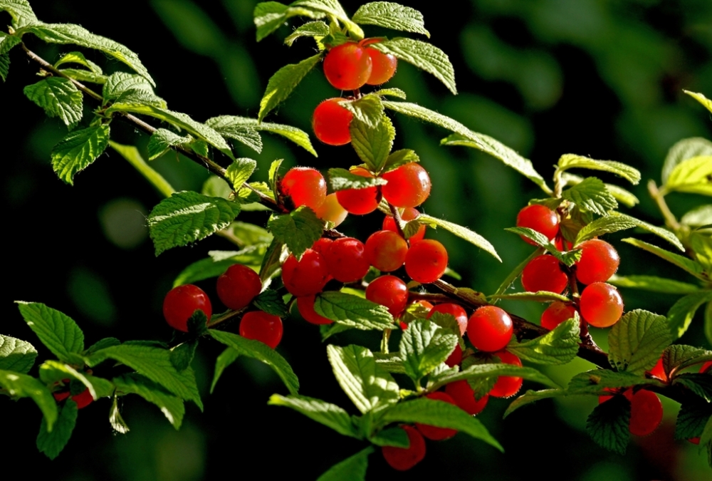 成熟的红色毛樱桃图片欣赏