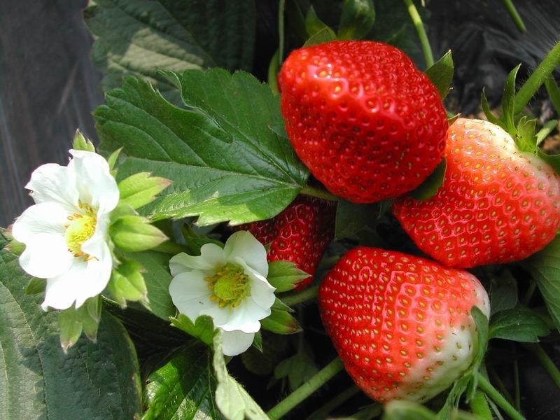 草莓外表鲜嫩，有很多的维生素