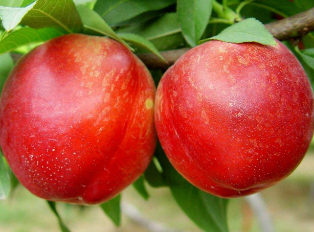 一组挂在树上红彤彤十分诱人的桃子