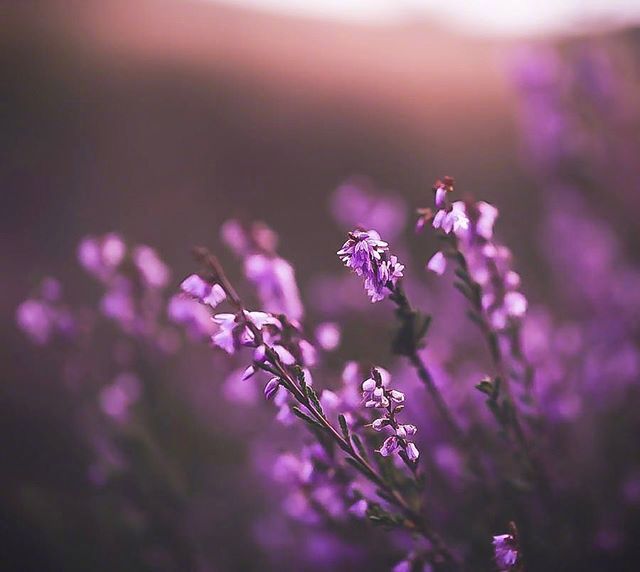 一组意境感很美的紫色的花图片欣赏