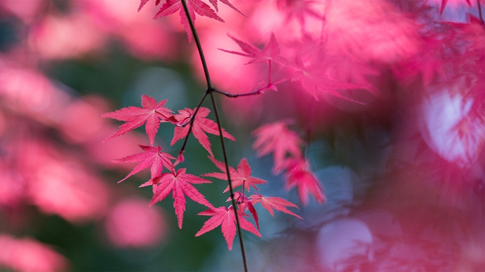 秋季唯美枫叶图片桌面壁纸