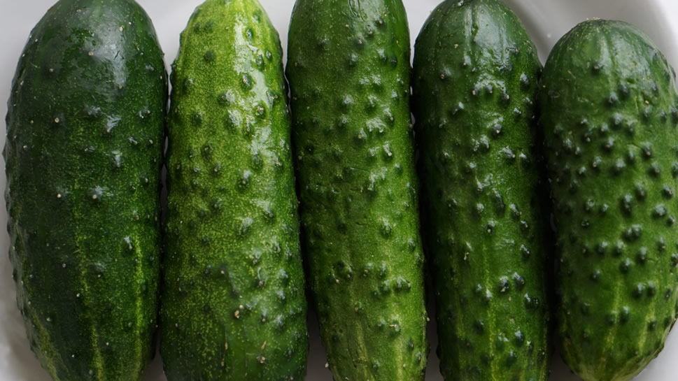 黄瓜，没有长成时吃起来有点涩，味微苦。当它成熟时，就变得甜滋滋了