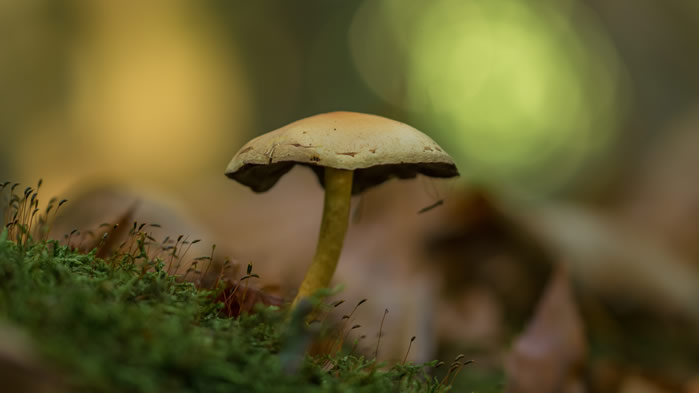一组野生蘑菇高清图片欣赏