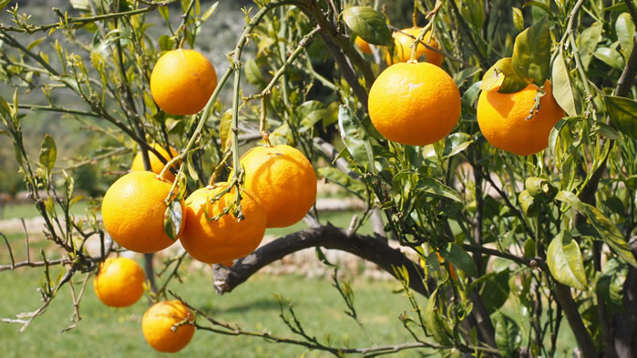 树上等待采摘的橙子图片欣赏