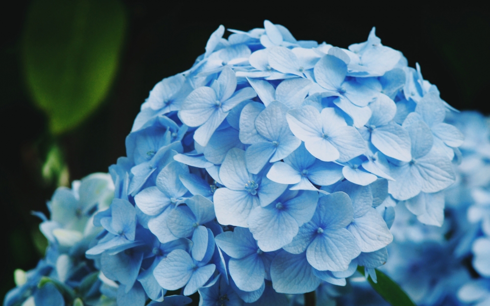 蓝色的绣球花唯美图片桌面壁纸