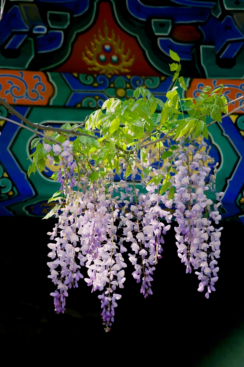 一组庭院光影紫藤花图片欣赏