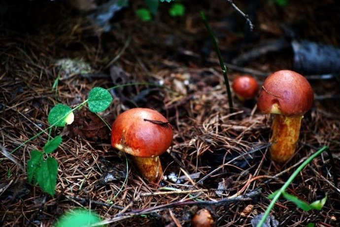 一组有点萌的小蘑菇图片欣赏