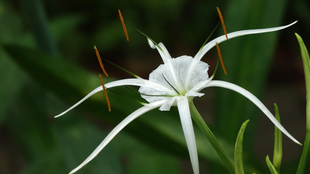 蜘蛛兰的苞片呈卵状披针形，花被也是长管状