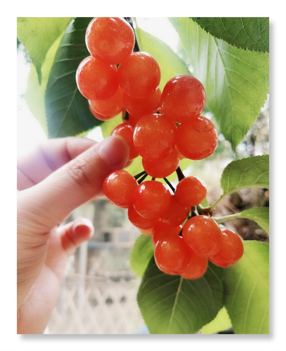 成熟应季水果的小樱桃图片欣赏