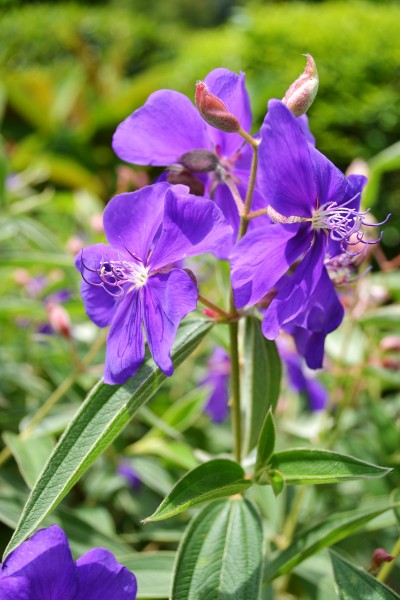 质朴而神秘的紫罗兰花图片