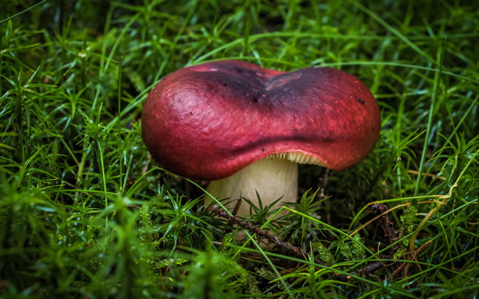 这些蘑菇有的美丽，有的素朴 有的漂亮