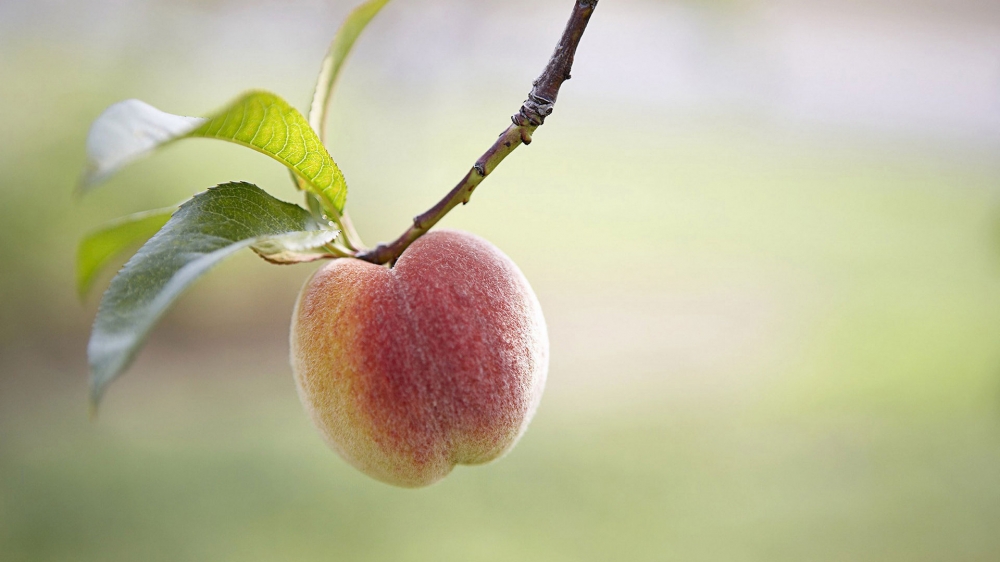 桃子有一种比蜂蜜都要甜的汁水流入满口