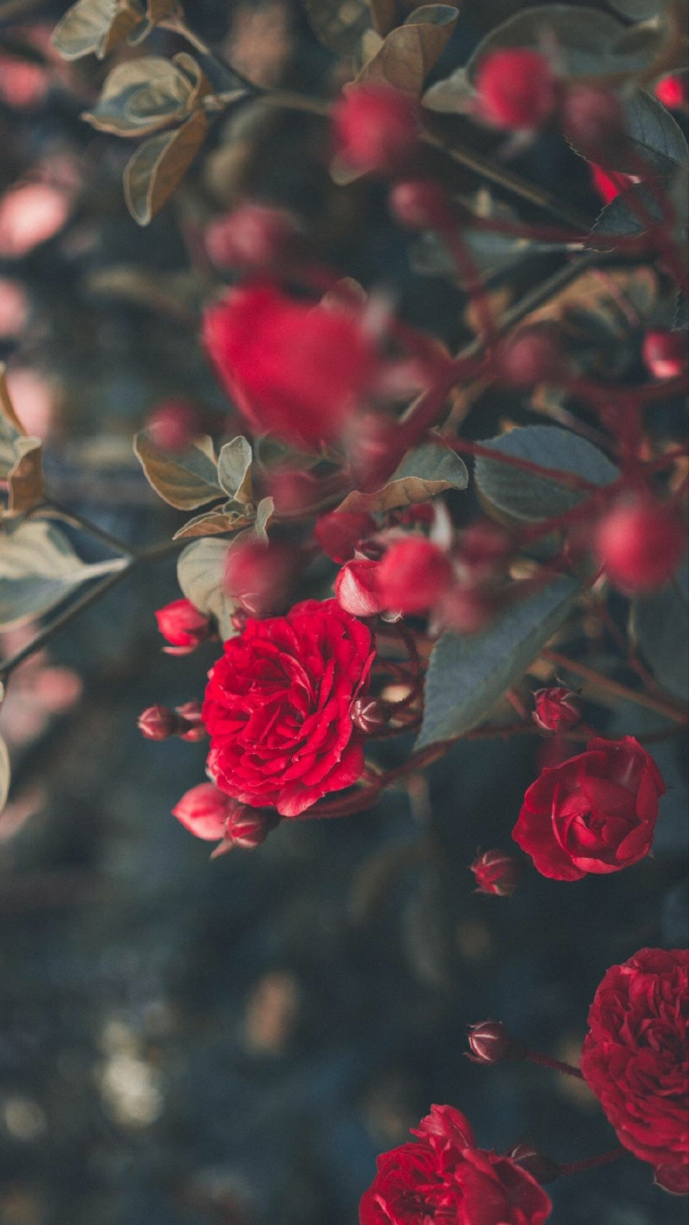 娇艳红玫瑰唯美高清图片欣赏