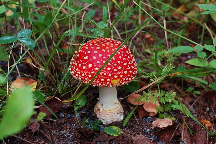 一组可爱的野生红色小蘑菇图片