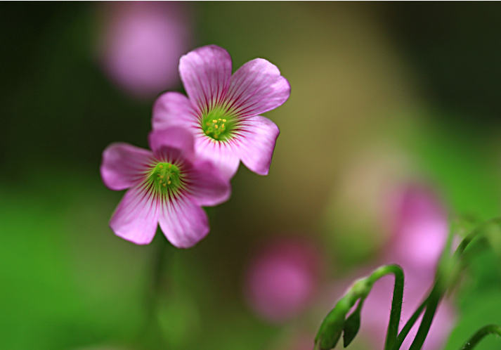 一组简单美丽的红花醡浆草花朵特写图片