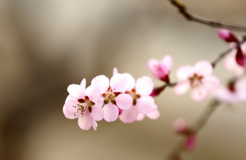 美丽的山桃花图片
