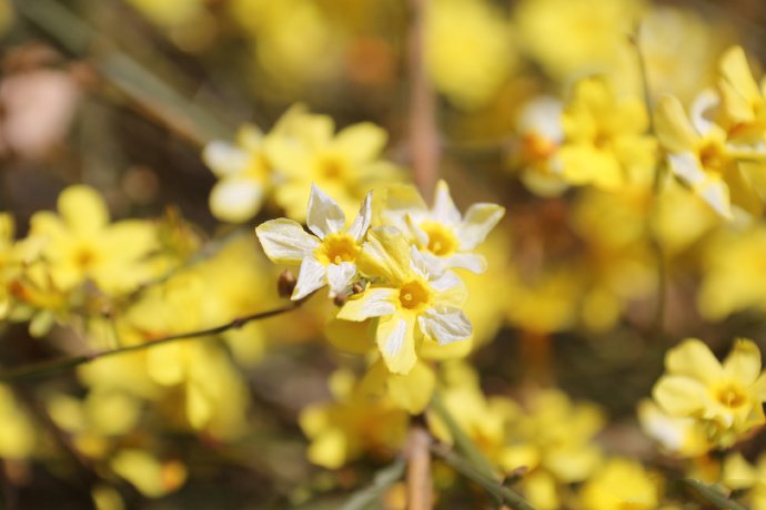 一组美丽黄色的迎春花图片