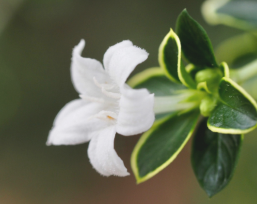 小清新淡雅的白色花卉图片