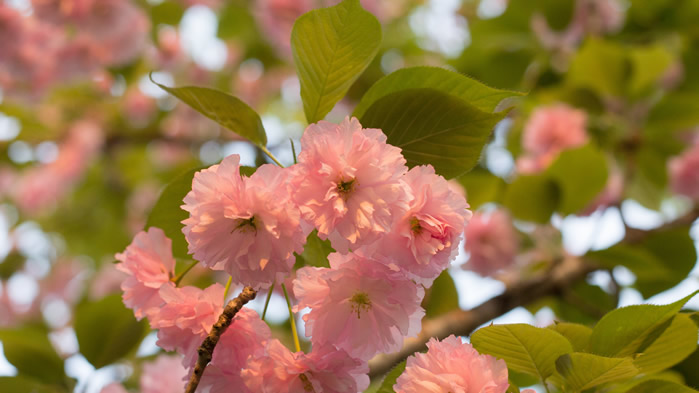 粉色的日本晚樱图片欣赏