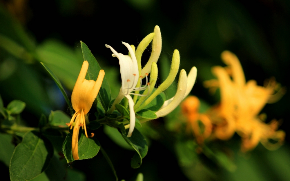 金银花的花瓣细长，向外卷着漂亮极了