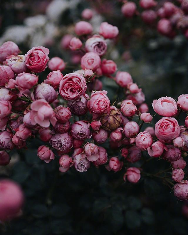 蔷薇花浅粉的像小姑娘羞红的小脸蛋
