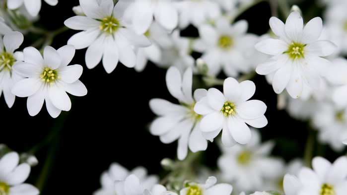 一组野外美丽的白色小花图片欣赏
