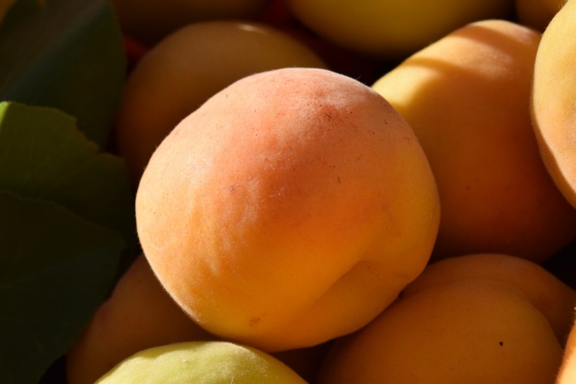 营养价值特别高的杏子图片