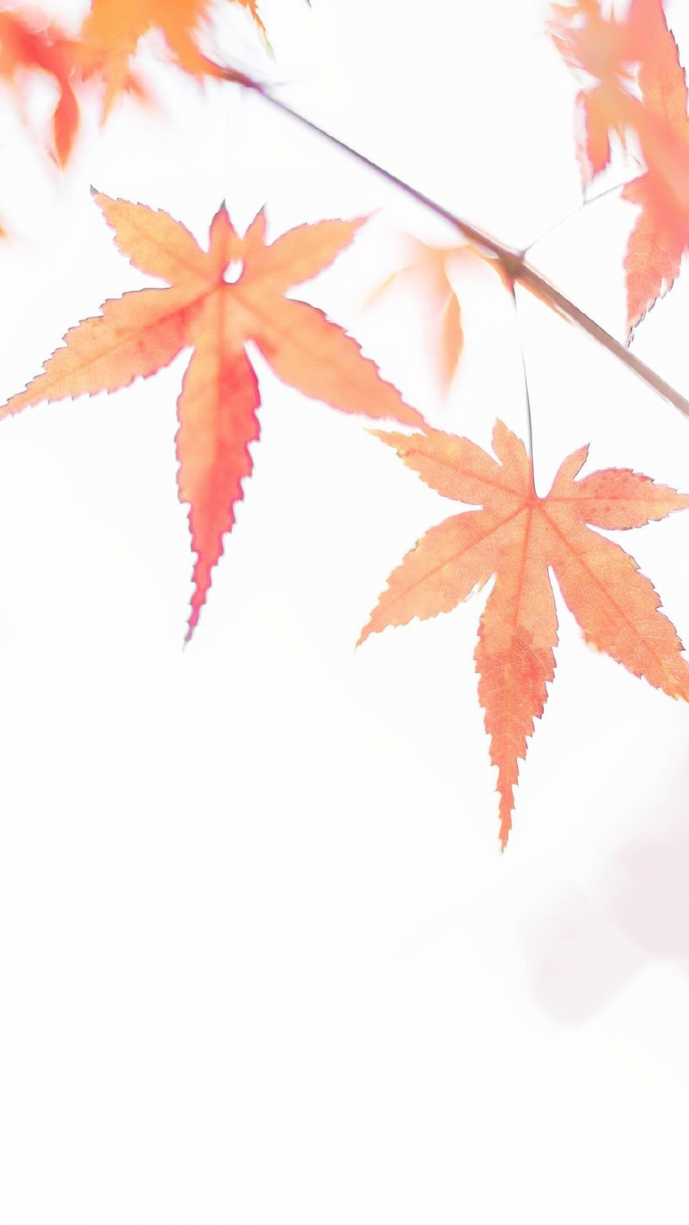 唯美秋季枫叶图片手机壁纸