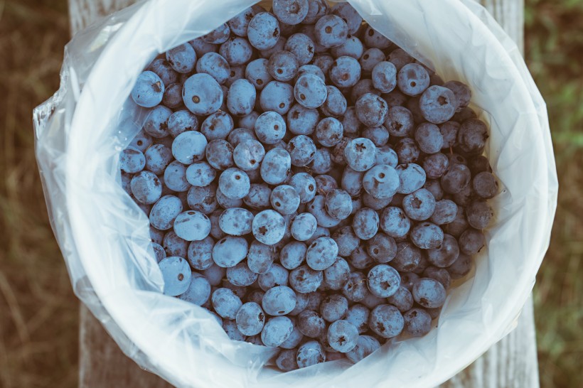一组小浆果蓝莓图片欣赏