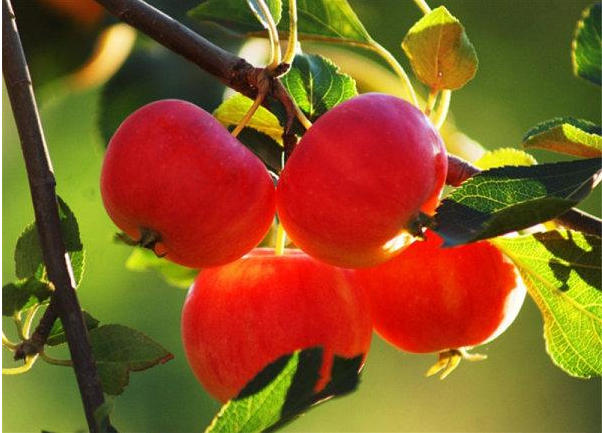 挂在树上超级新鲜又红红的苹果