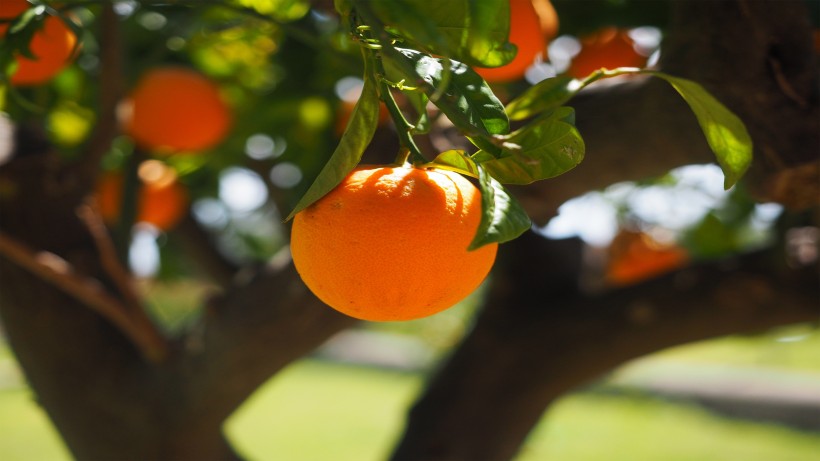 世界柑橘始祖地黄岩柑橘图片