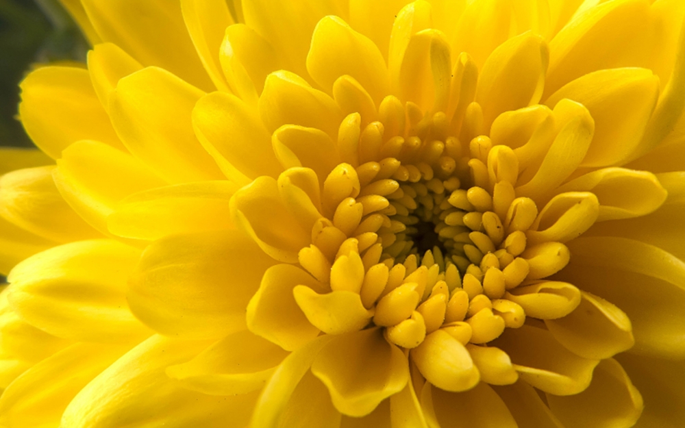 一组黄色鲜艳花朵高清图片欣赏