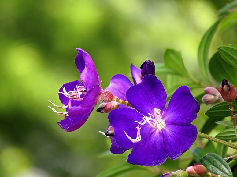 淡雅朴素的紫色野牡丹花图片
