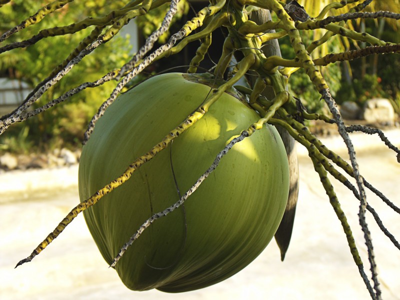一组绿色椰子图片
