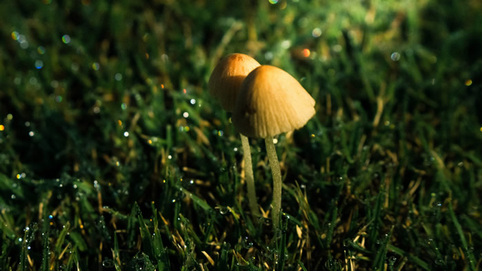 一朵朵可爱的小蘑菇图片欣赏